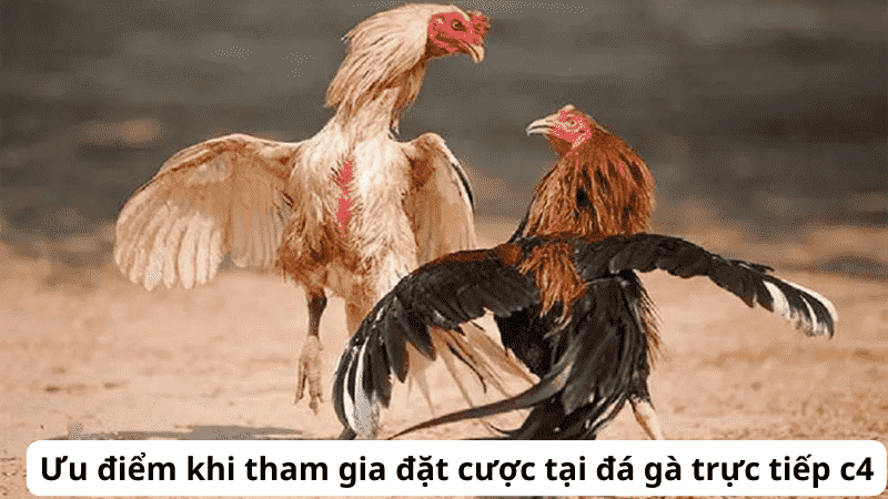 Bí kíp đá gà trực tiếp trăm trận trăm thắng