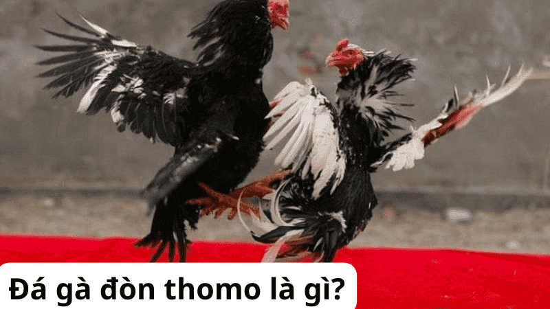 Đá gà đòn thomo là gì?