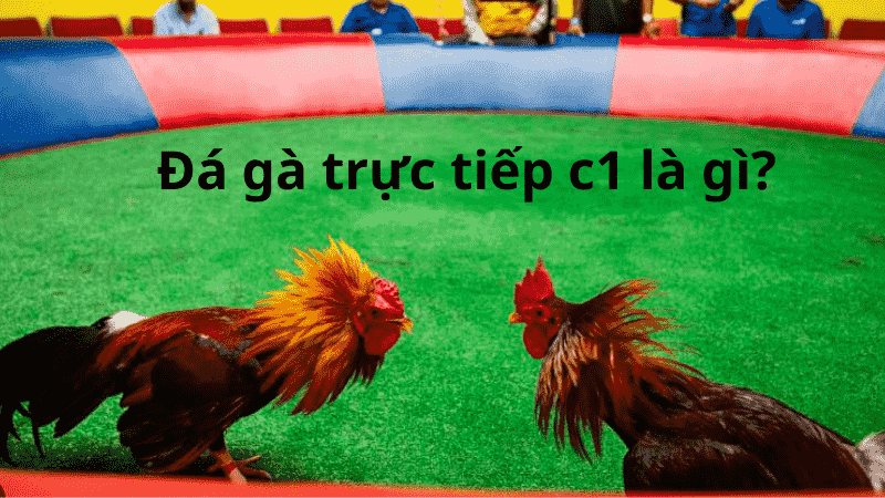 Chọi gà trực tiếp c1 là gì?